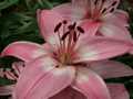 Pink lilies